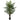5' Areca Palm Tree