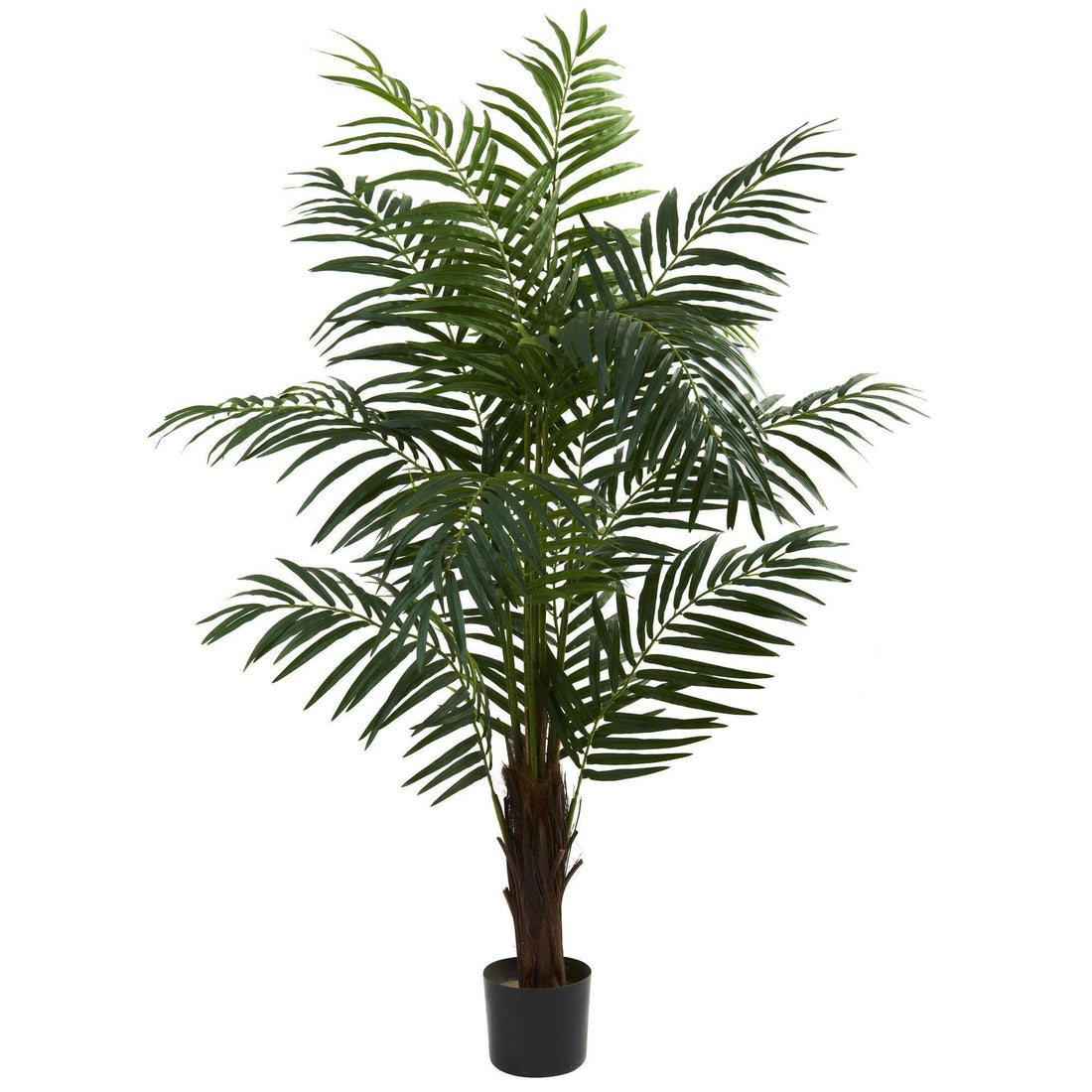 areca palm houseplant full grown 5' Areca Palm Tree