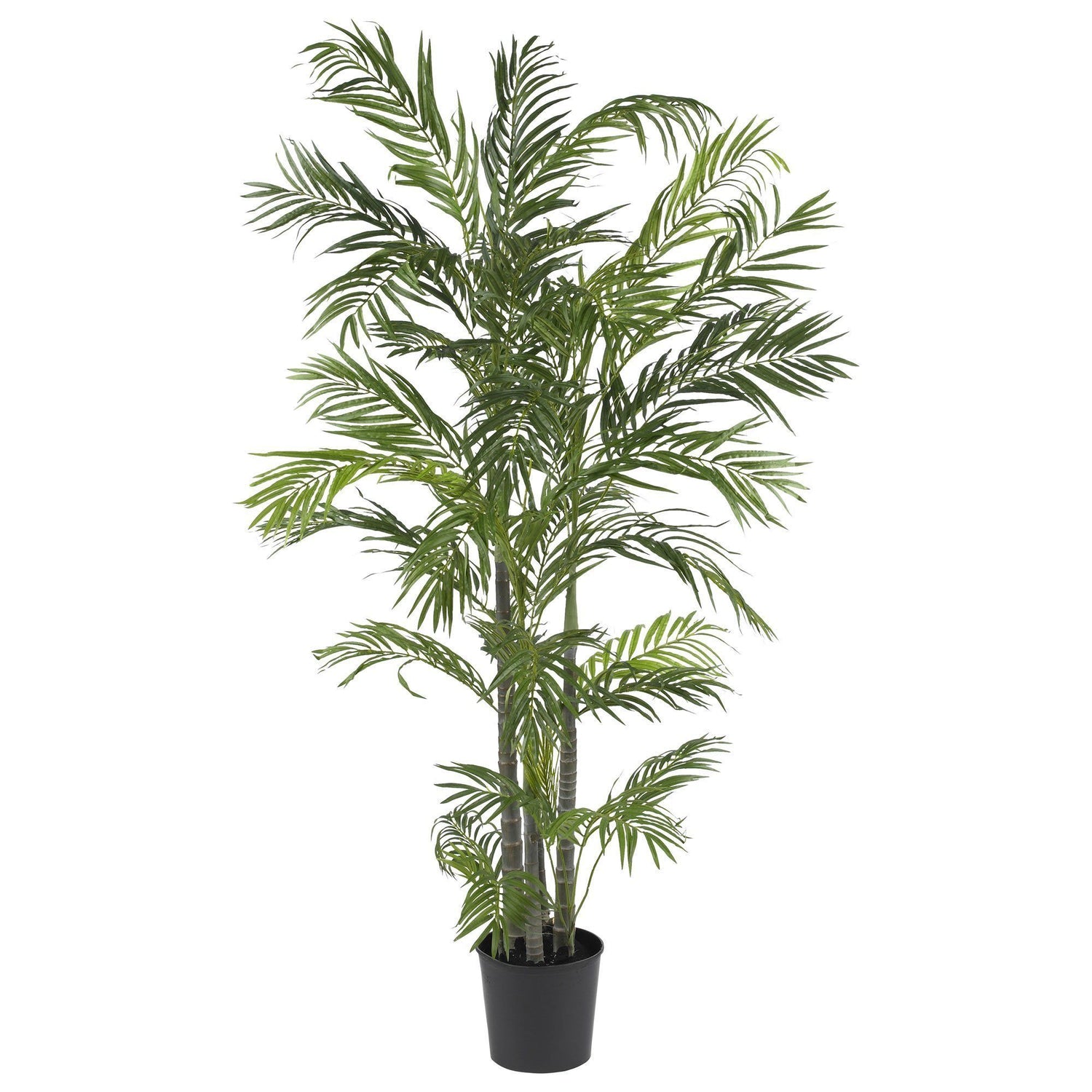 5' Areca Silk Palm Tree