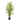 5' Bamboo Grass Silk Plant