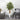 5’ Bamboo Tree in White Tower Planter