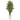 5’ Bamboo Tree in White Tower Planter