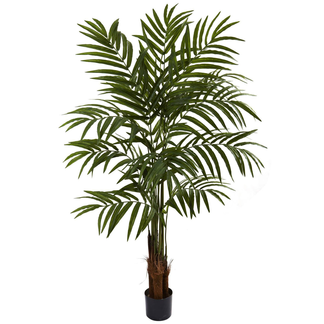 palm plant big leaves 5’' Big Palm Tree