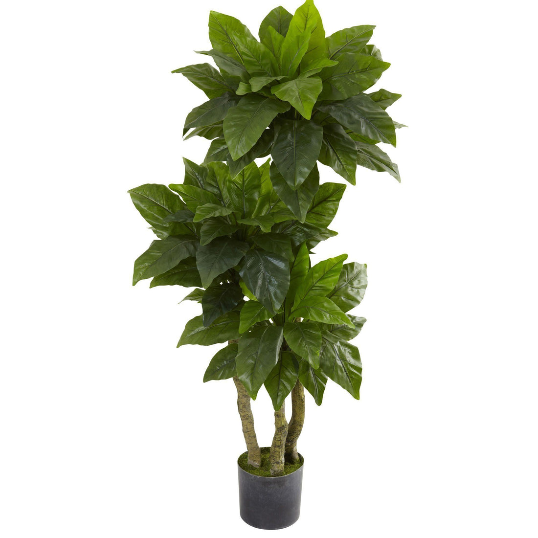 bird's nest fern 5 gal 5' Bird Nest Tree UV Resistant (Indoor/Outdoor)
