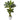 5’ Double Stalk Banana Tree in White Planter