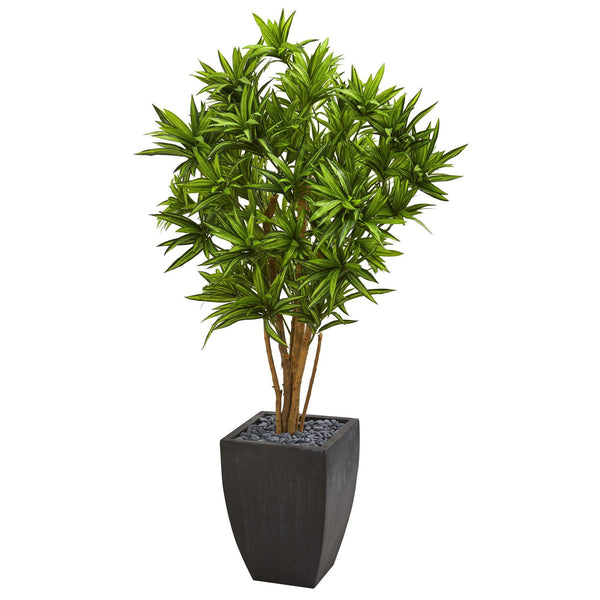 5' Dracaena Artificial Tree in Black Planter