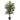 5’ Golden Cane Palm Tree