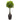 5’ Money Tree in Black Square Planter