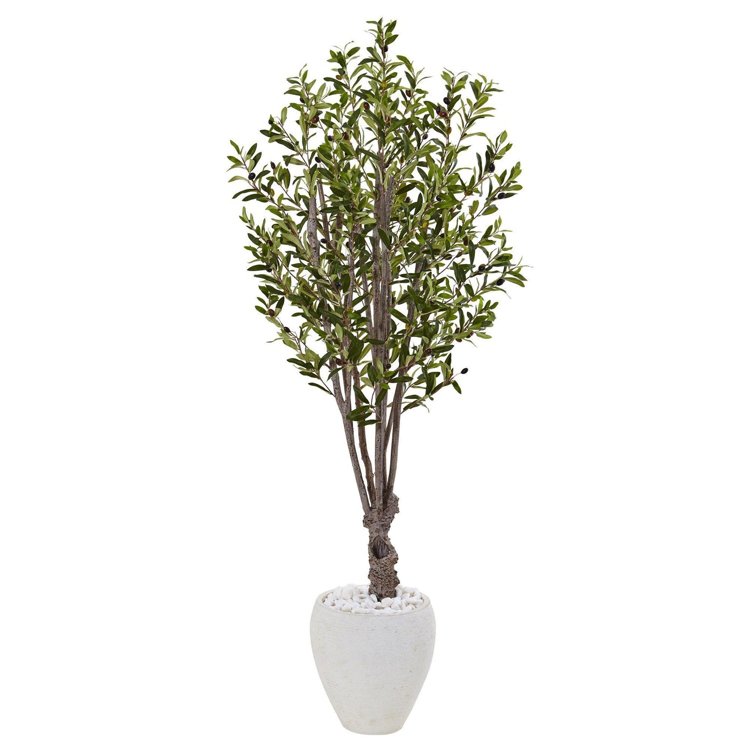 5’ Olive Tree in White Oval Planter