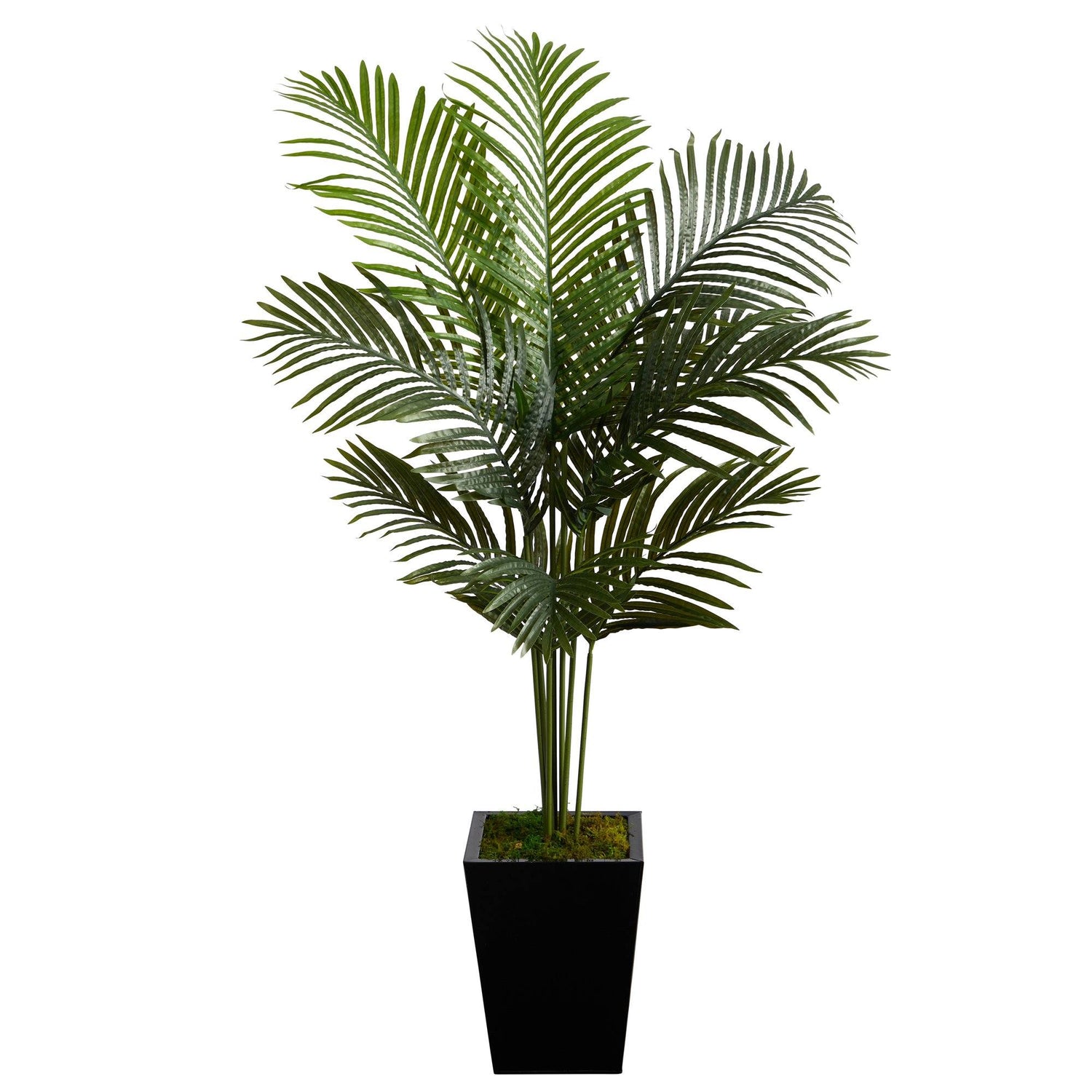 5’ Paradise Palm Artificial Tree in Black Metal Planter