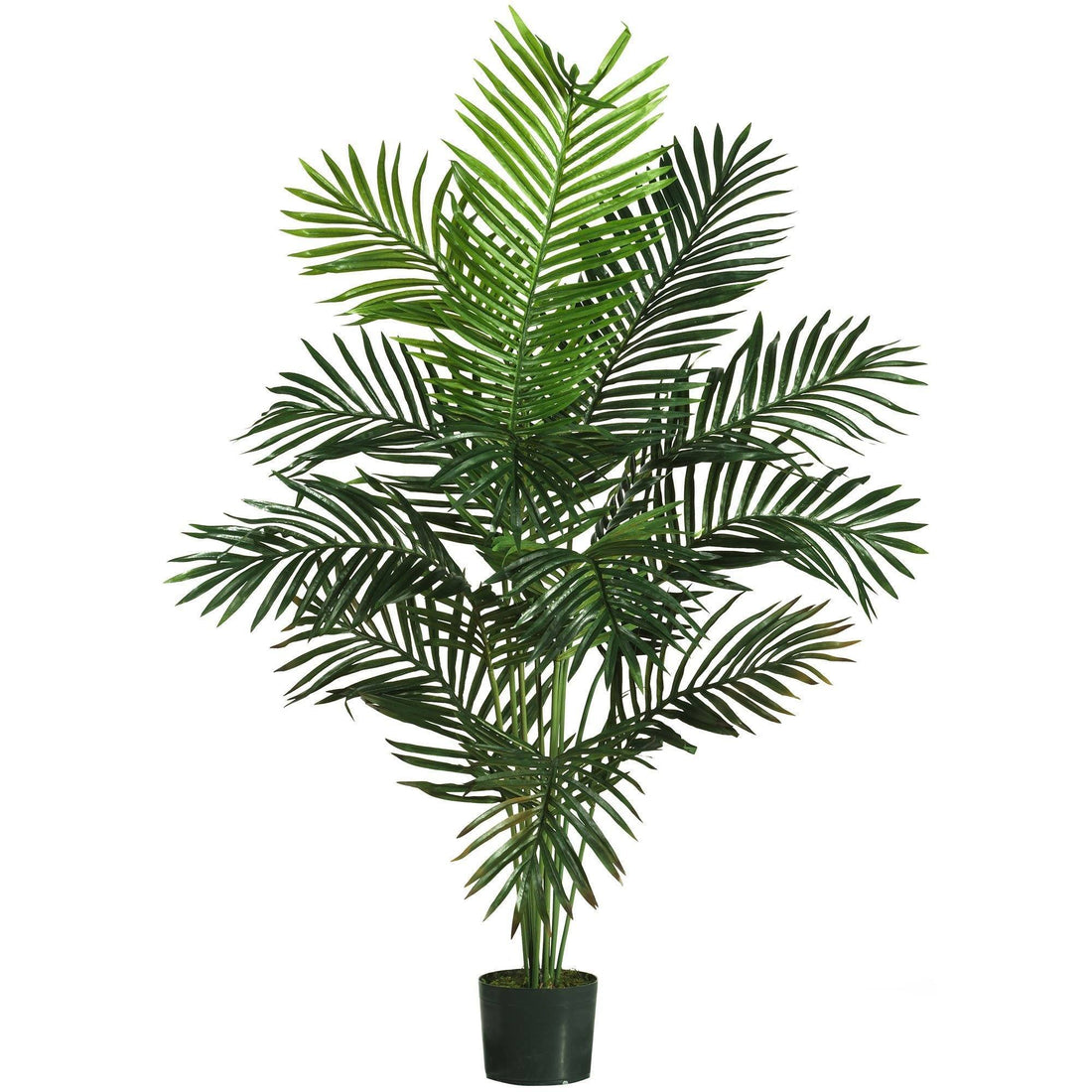 palms of paradise plant 5' Paradise Palm