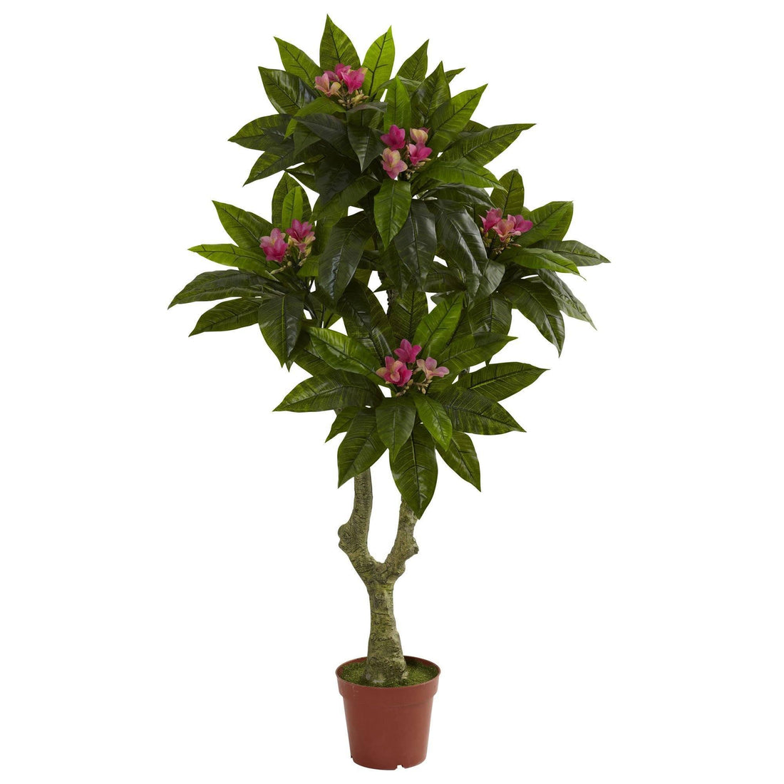 are plumerias indoor or outdoor plants 5' Plumeria Tree UV Resistant (Indoor/Outdoor)