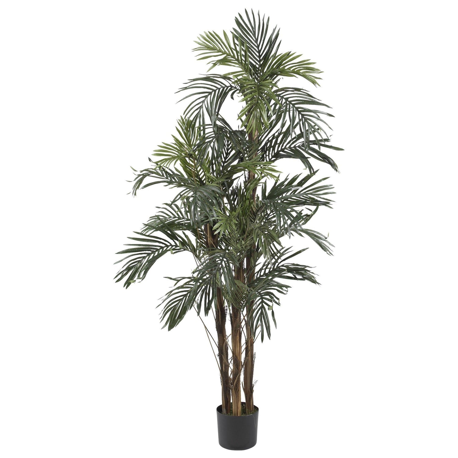 5' Robellini Palm Silk Tree