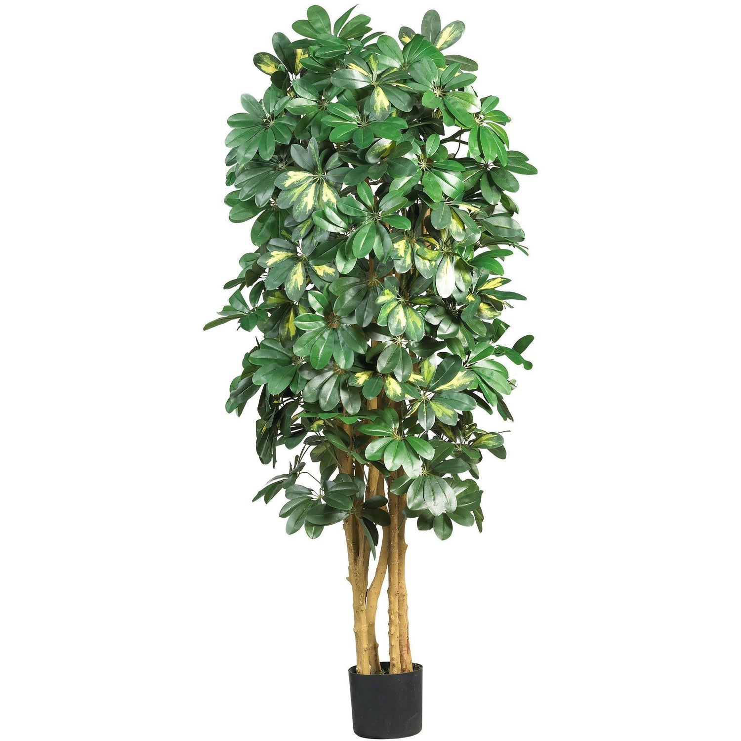 dracaena ficus schefflera 5' Schefflera Silk Tree