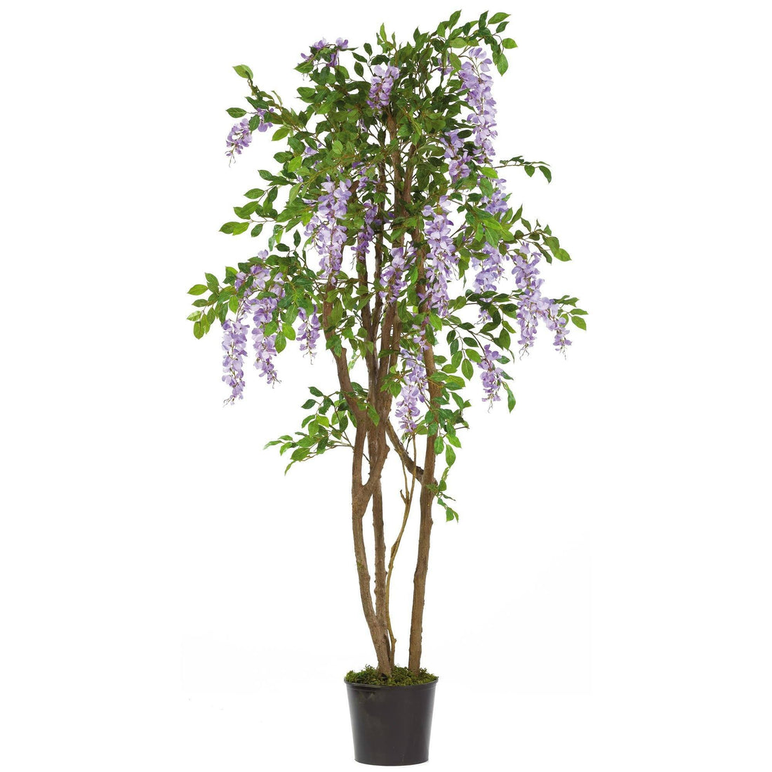 wisteria house plant 5' Wisteria Silk Tree