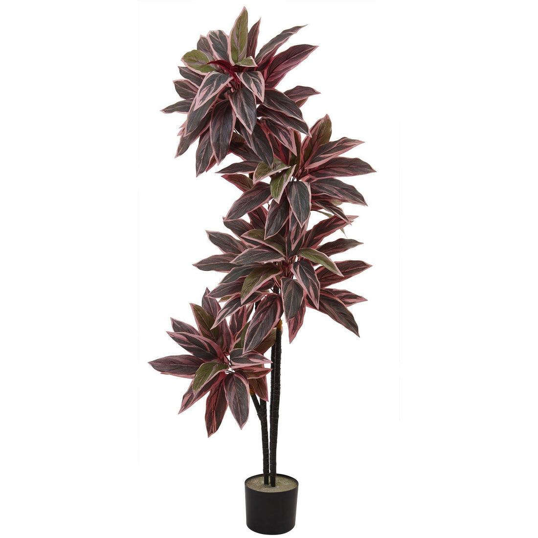 can a caladium be a house plant 54'' Caladium Silk Plant