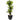 5.5’ Corn Stalk Dracaena with Black Wash Planter