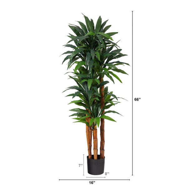 5.5’ Dracaena Artificial Tree with Natural Cane Trunk