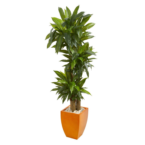 5.5’ Dracaena Plant in Orange Square Planter (Real Touch)