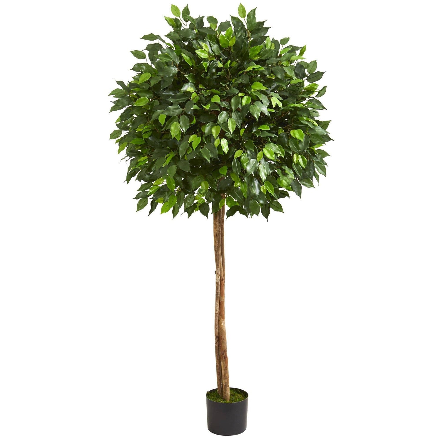 5.5’ Artificial Ficus Tree Two Trunks