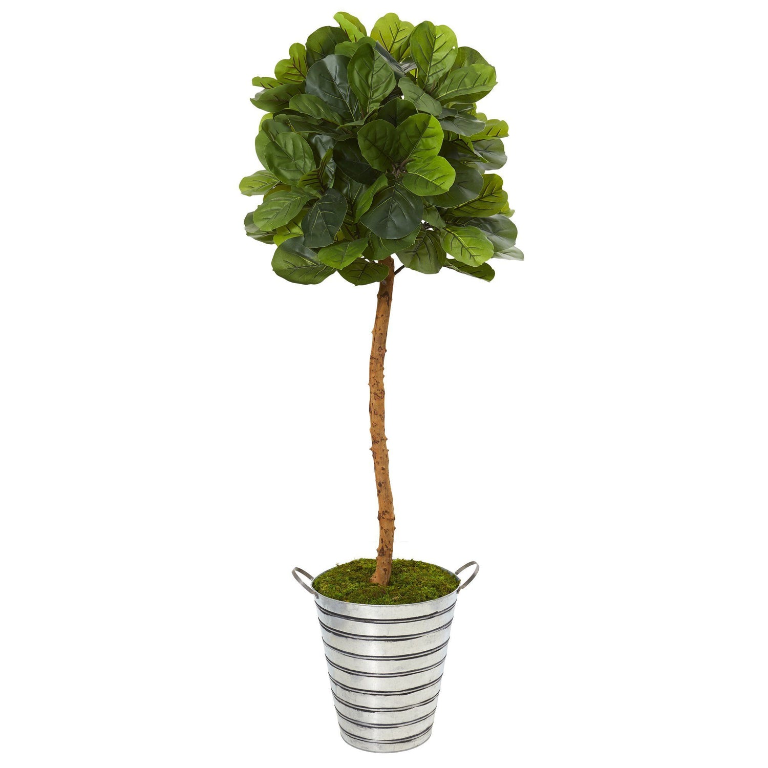 5.5’ Fiddle Leaf Artificial Tree in Tin Bucket (Real Touch)
