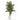 5.5’ Golden Cane Artificial Palm Tree in White Planter