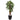 5.5’ Raphis Plam Tree in Black Planter