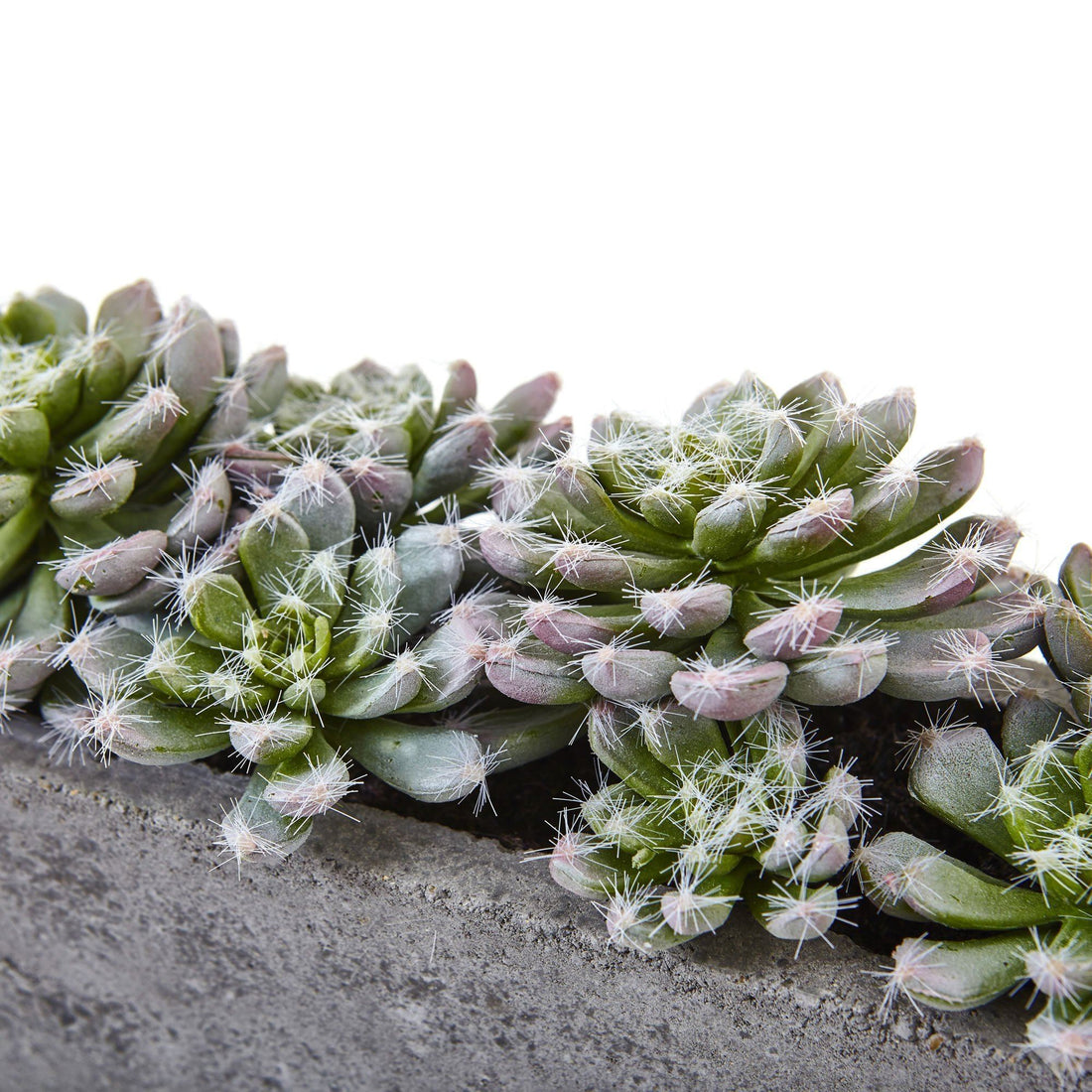 nearly natural succulent garden with concrete planter Nearly Natural Succulent Garden with Textured Concrete Planter, Green