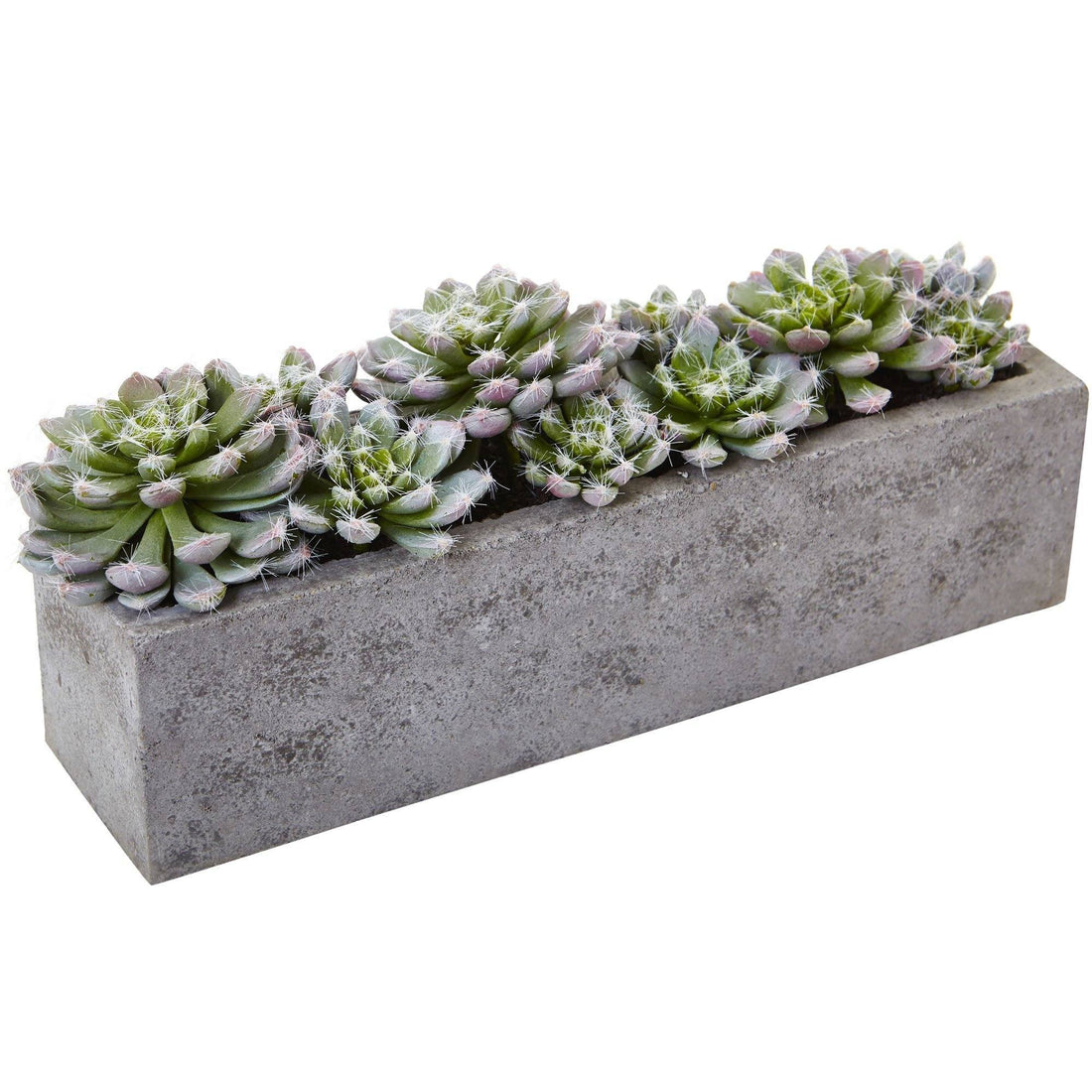 large concrete succulent planter 5.5” Succulent Garden w/Textured Concrete Planter