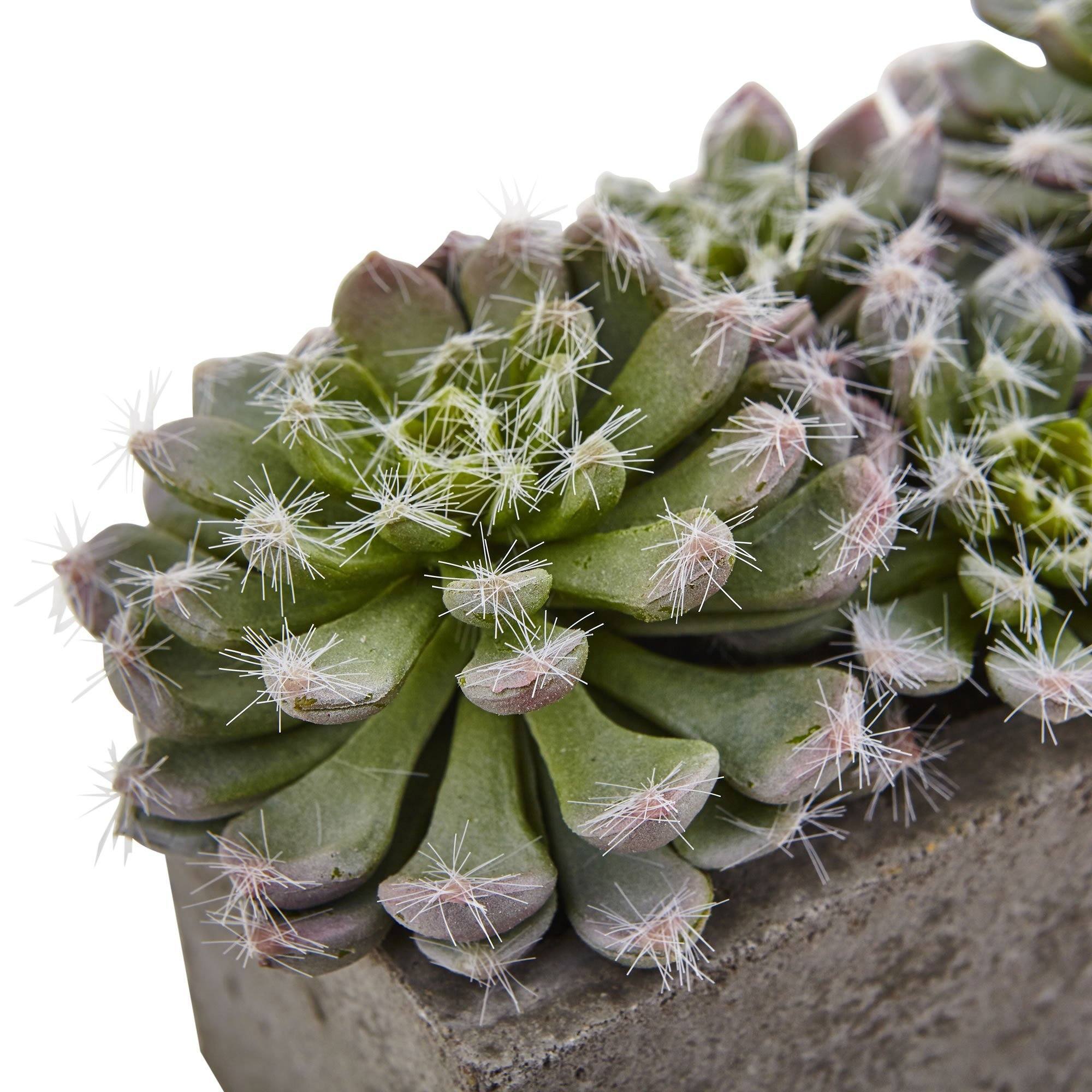 T. Succulent Form × Nizanda T'STROPICALS Succulent Twist in Durham, NC | Floral Dimensions