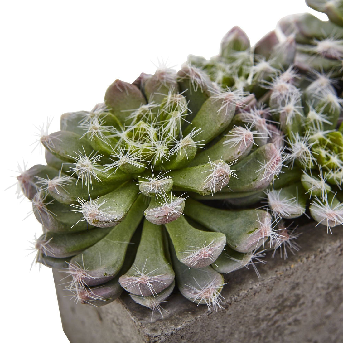 concrete plant succulent 5.5” Succulent Garden w/Textured Concrete Planter