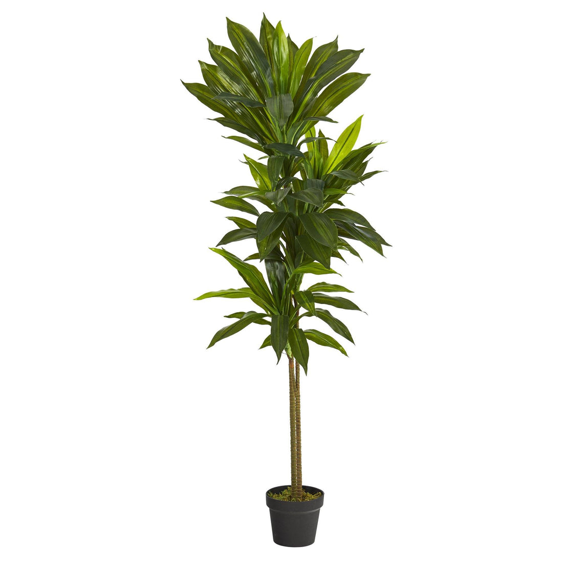 dracaena silk plant care 56” Dracaena Artificial Plant (Real Touch)