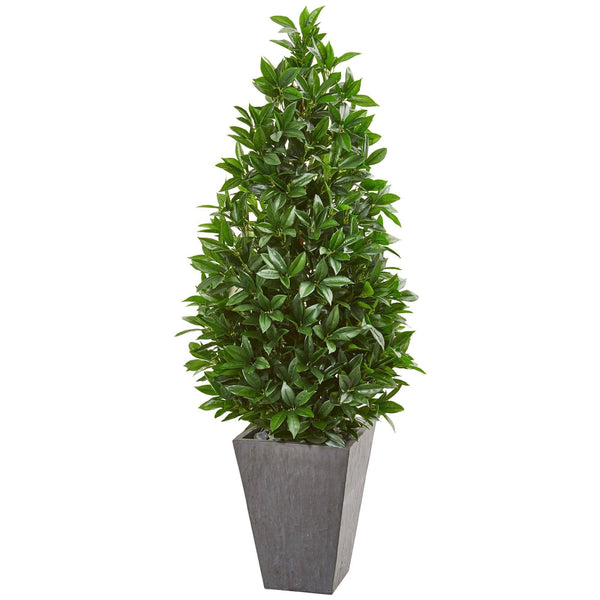 57” Bay Leaf Cone Topiary Tree in Slate Planter (Indoor/Outdoor)