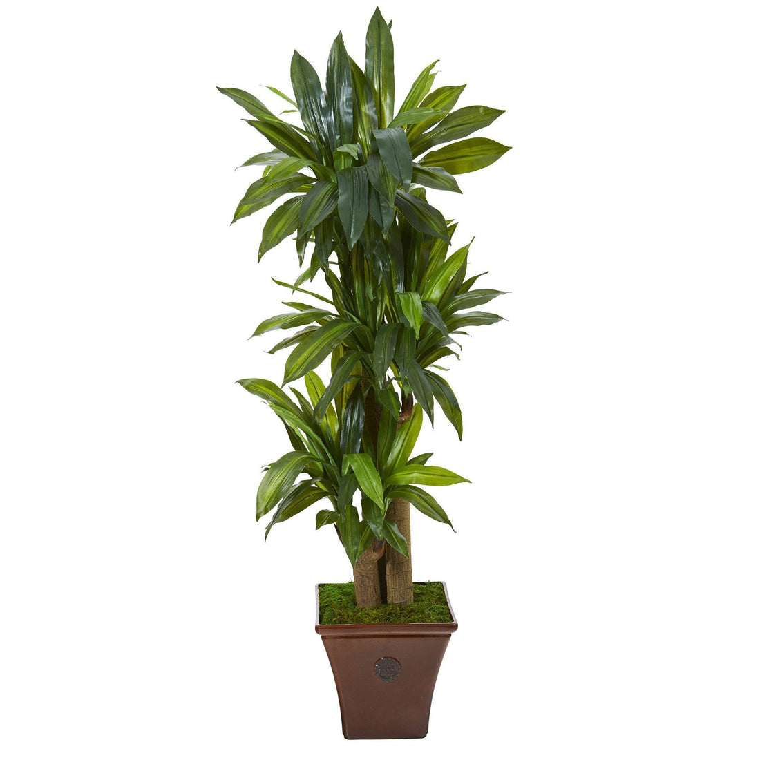 cornstalk dracaena brown tips 57” Corn Stalk Dracaena Artificial Plant in Brown Planter (Real Touch)
