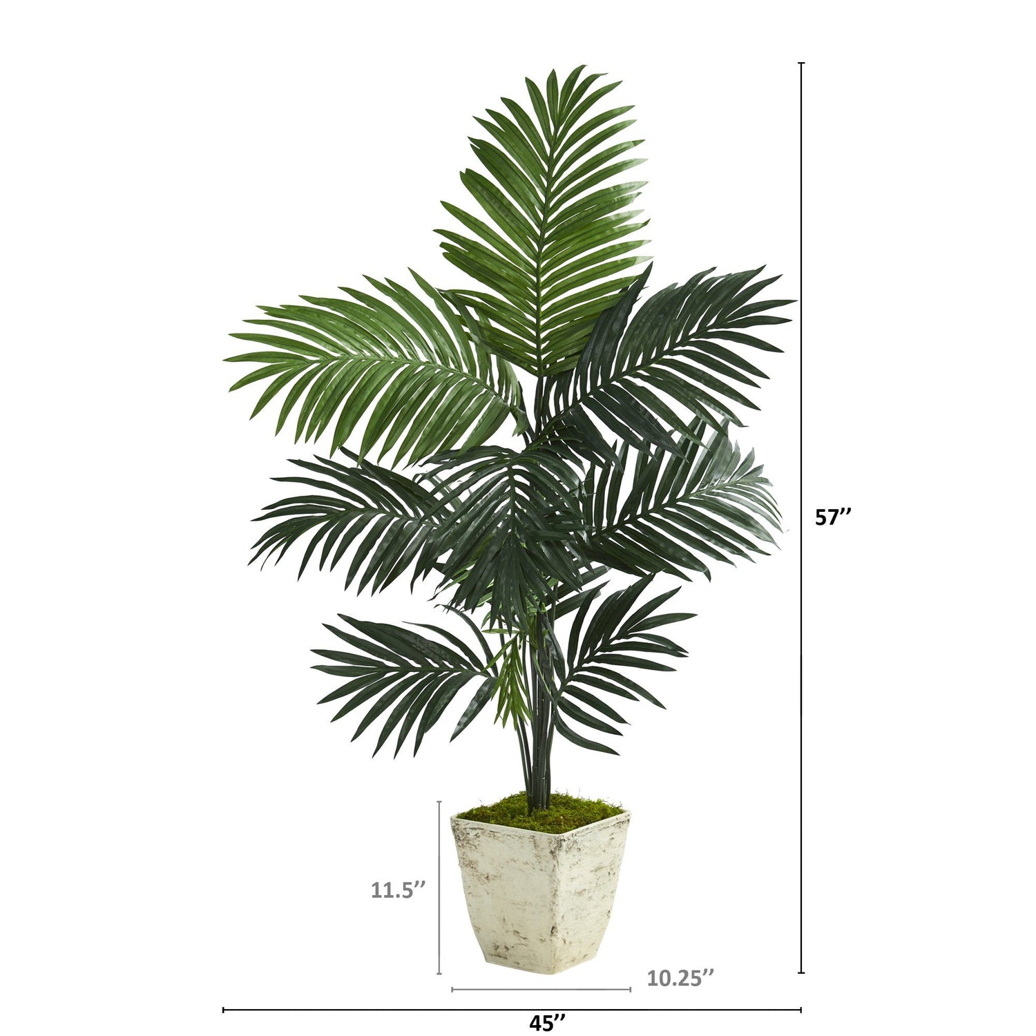 57” Kentia Artificial Palm Tree in Country White Planter