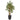 58” Ficus Artificial Tree in Black Planter
