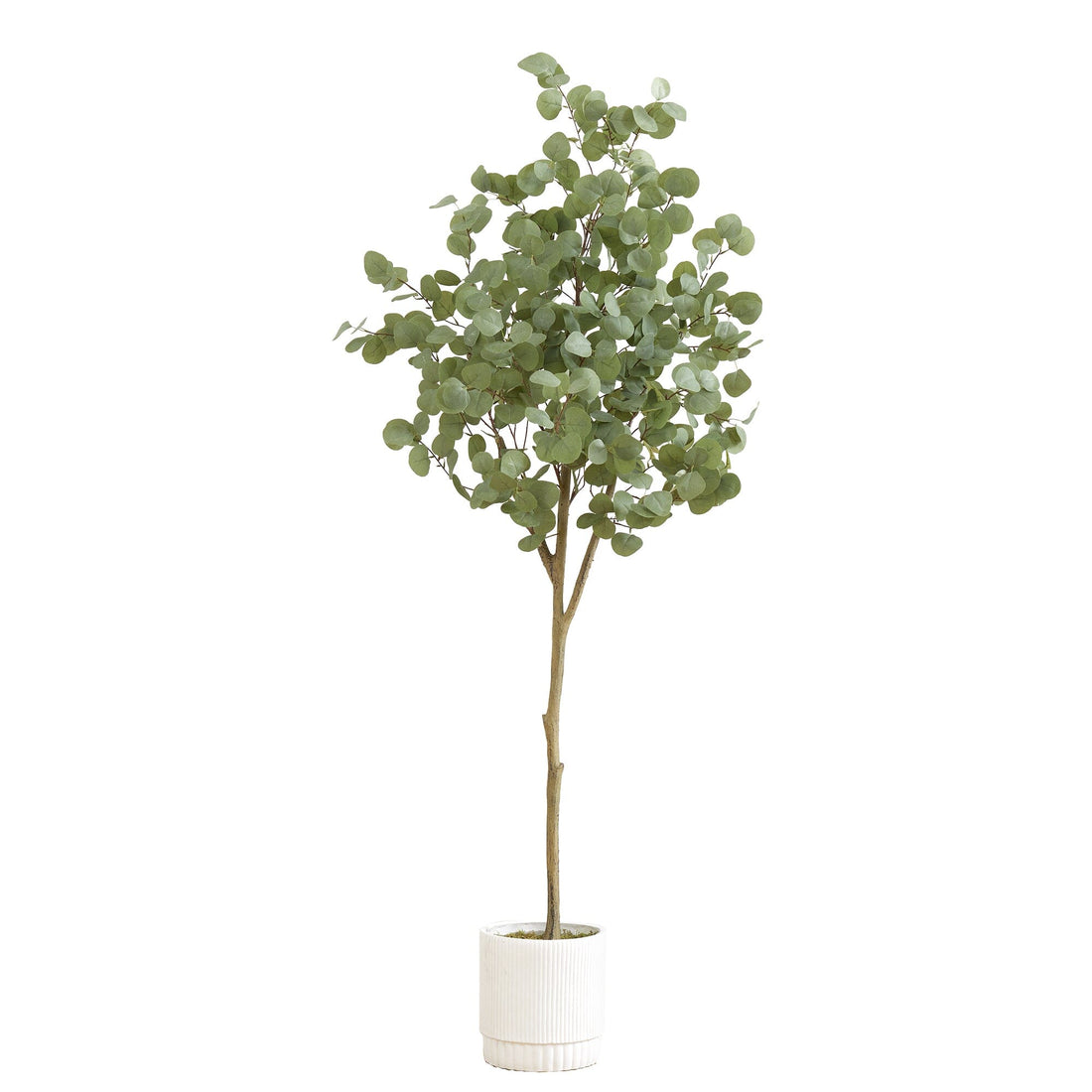 can i plant a eucalyptus tree in a pot 6' Artificial Eucalyptus Tree with White Decorative Planter