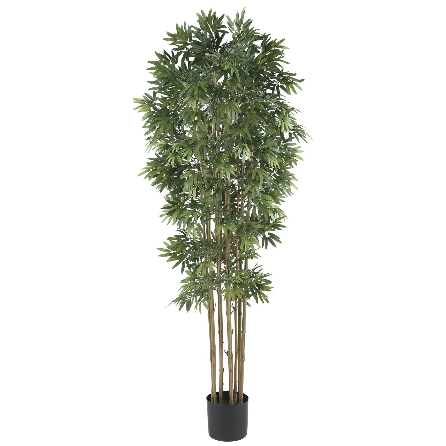 6' Bamboo Japanica Silk Tree