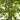 6' Bamboo Tree UV Resistant (Indoor/Outdoor)