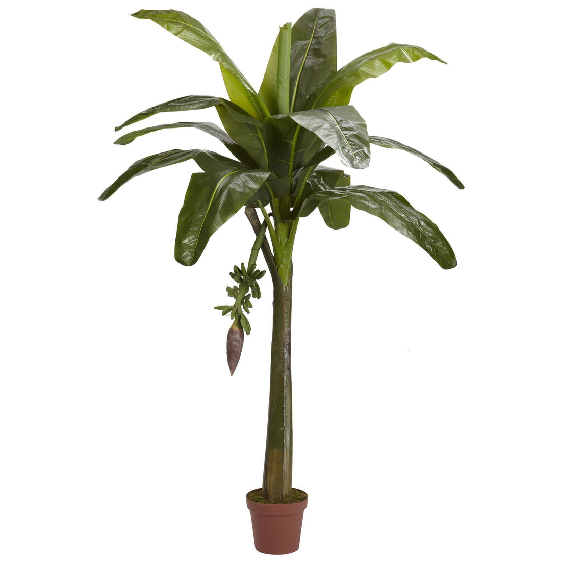 banana leaf palm plant 6' Banana Silk Tree (Real Touch)