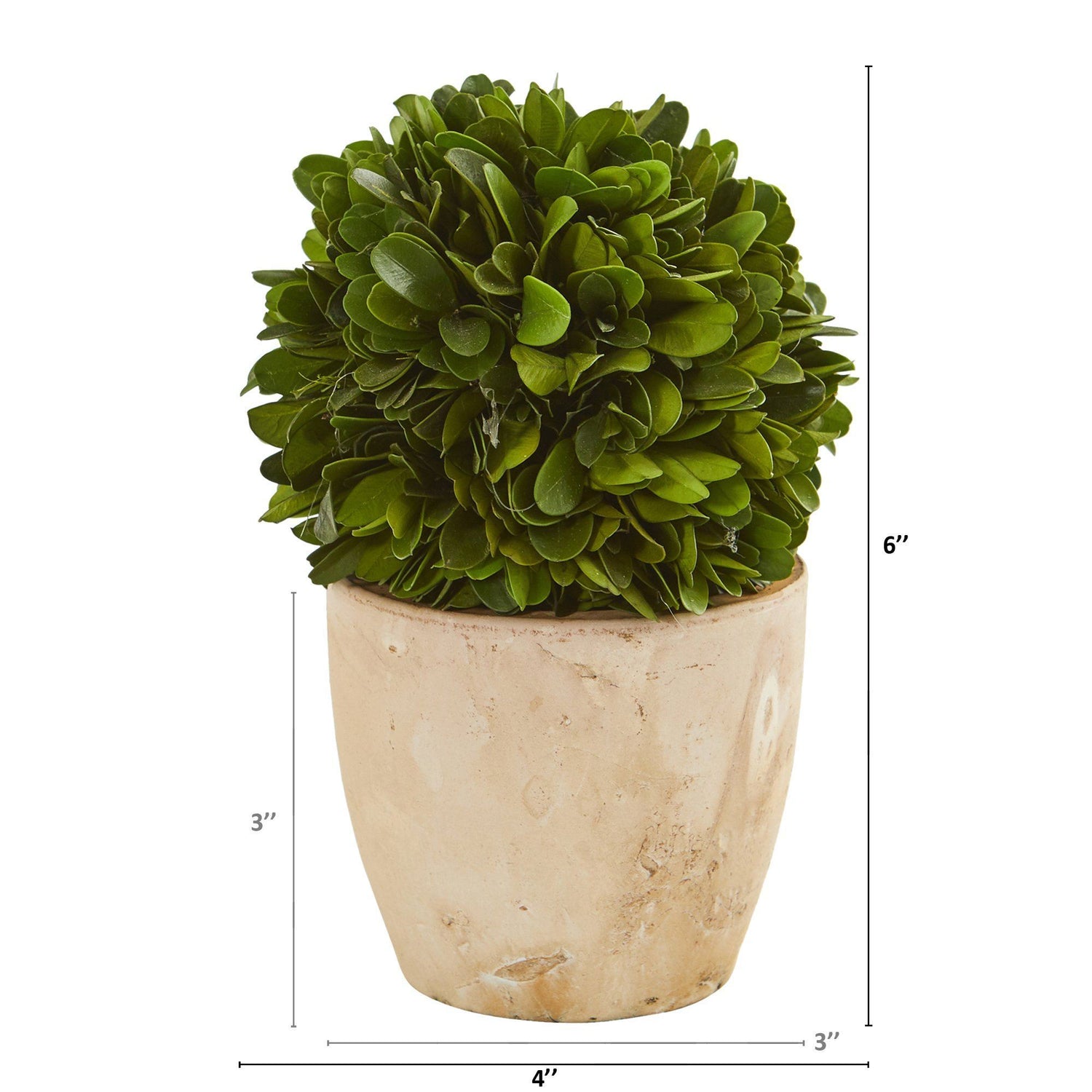 6” Boxwood Ball Preserved Plant in Planter (Set of 2)