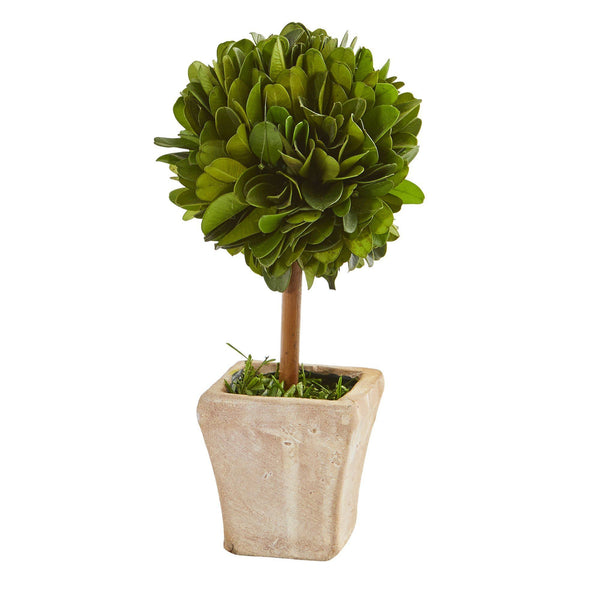 6” Boxwood Topiary Preserved Plant in Ceramic Planter (Set of 4)