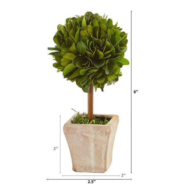 6” Boxwood Topiary Preserved Plant in Ceramic Planter (Set of 4)