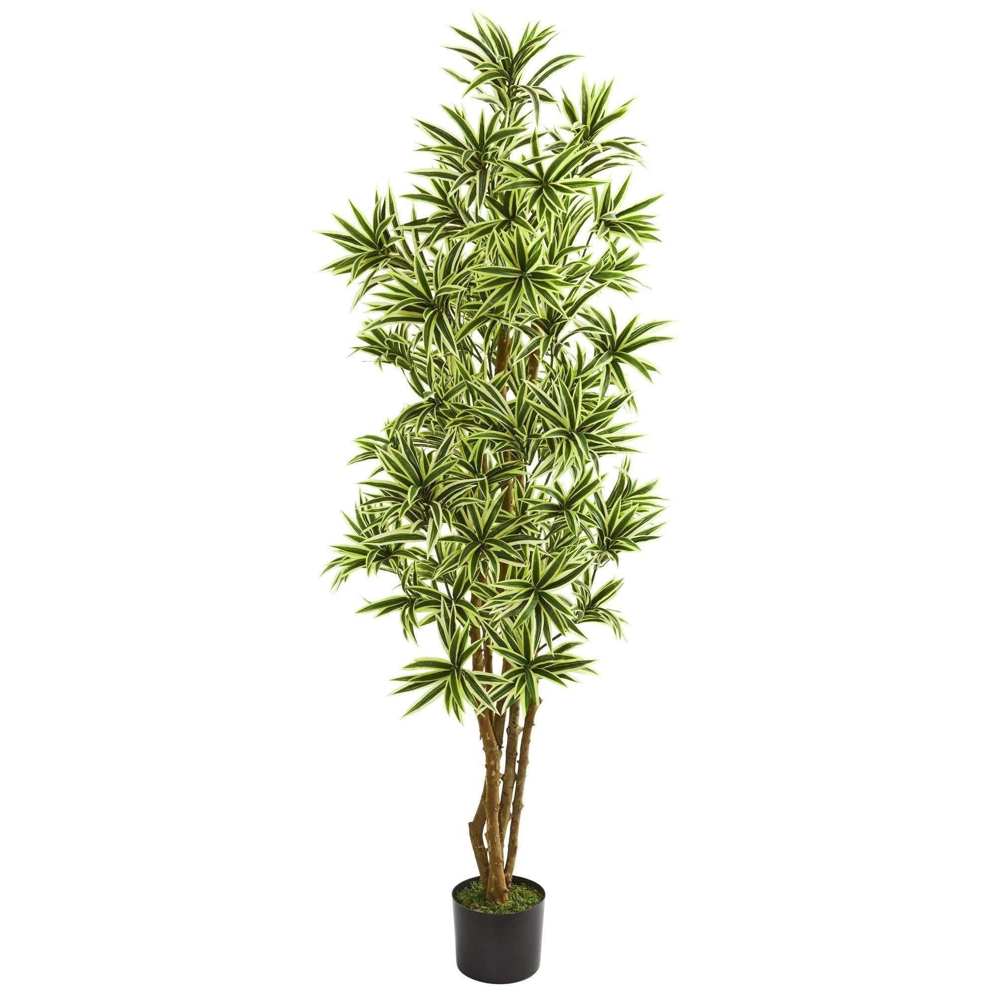 6’ Dracaena Reflexa Artificial Plant Nearly Natural