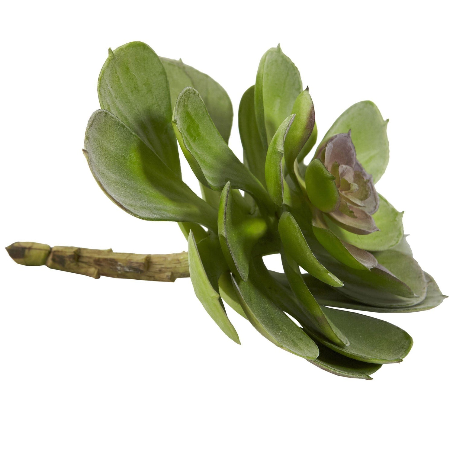 6” Echeveria Succulent (Set of 12)