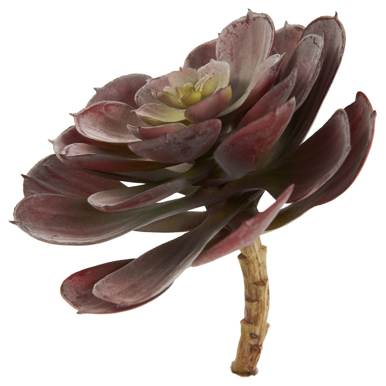 6” Echeveria Succulent (Set of 12)