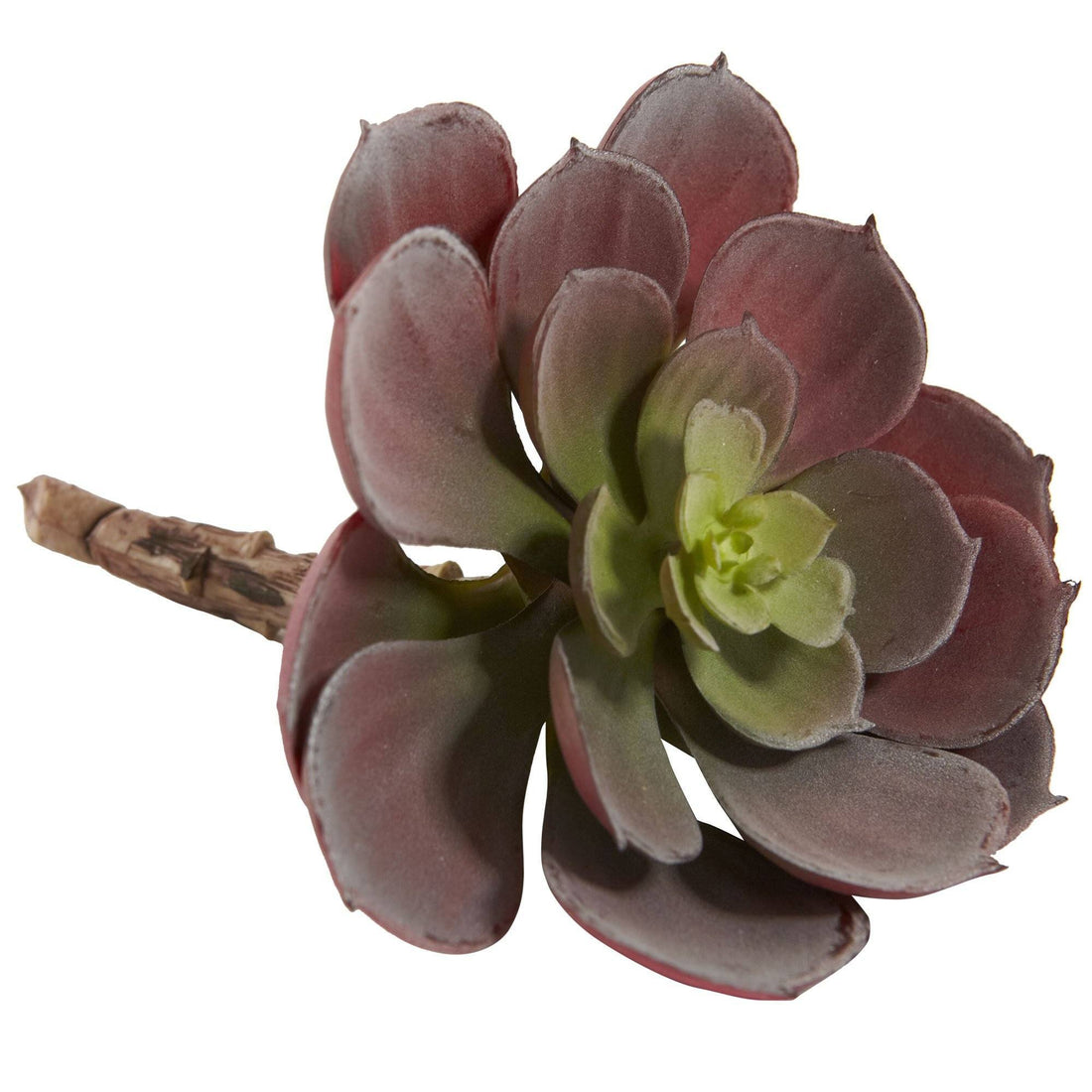maroon succulent 6” Echeveria Succulent (Set of 12) 6106-S12 Nearly Natural