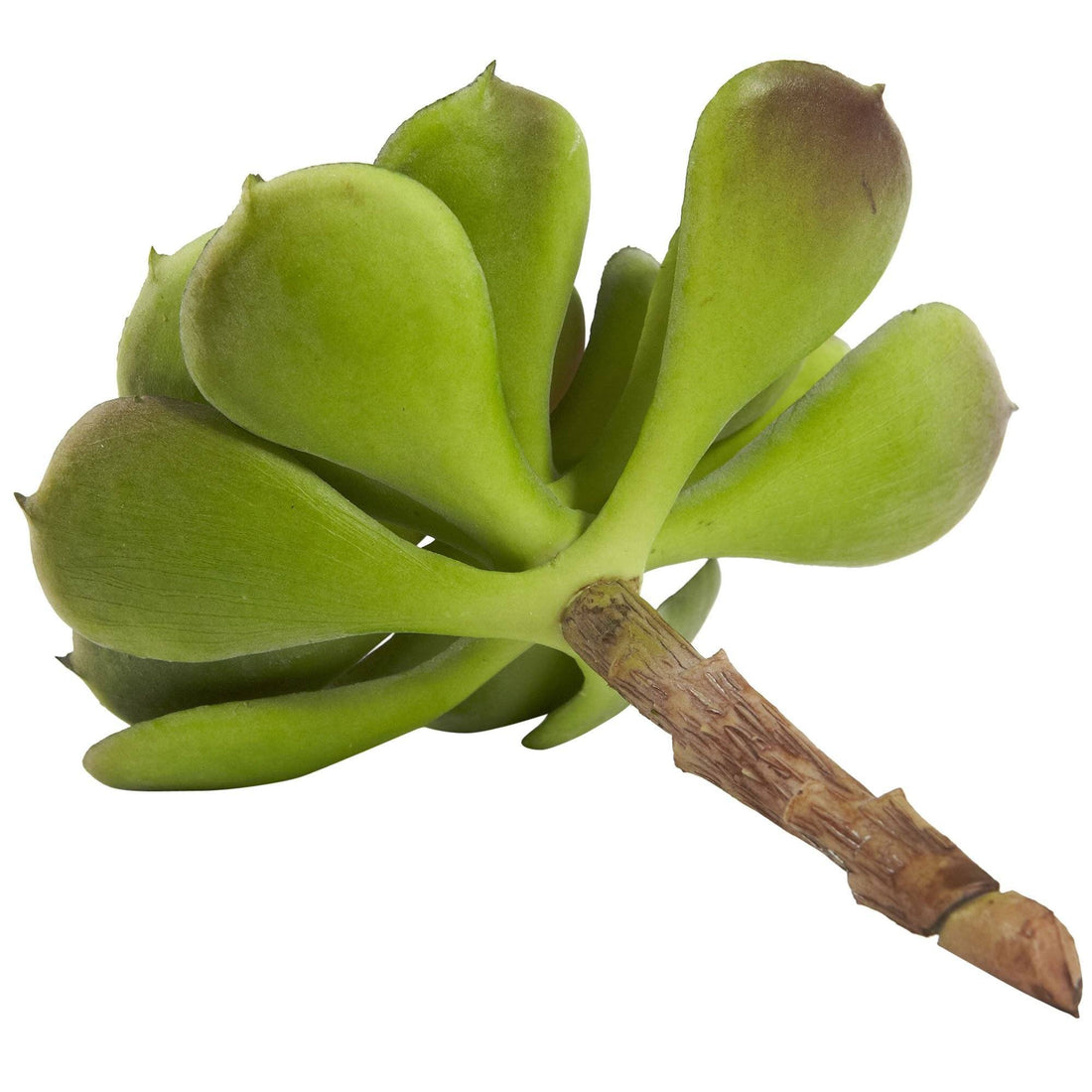 twig like succulent 6” Artificial Echeveria Succulent (Set of 12)