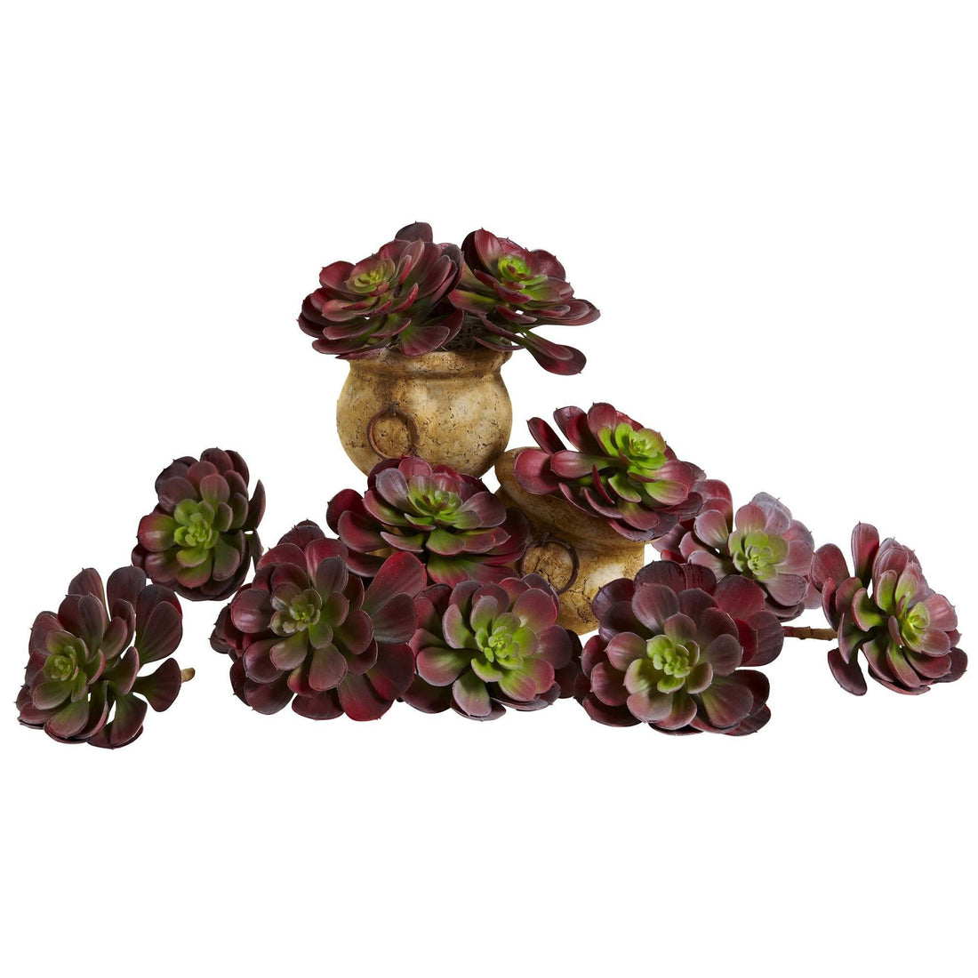 succulent six 6” Echeveria Succulent (Set of 12)