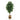 6’ Ficus Artificial Tree with Natural Trunk in Handmade Natural Cotton Planter